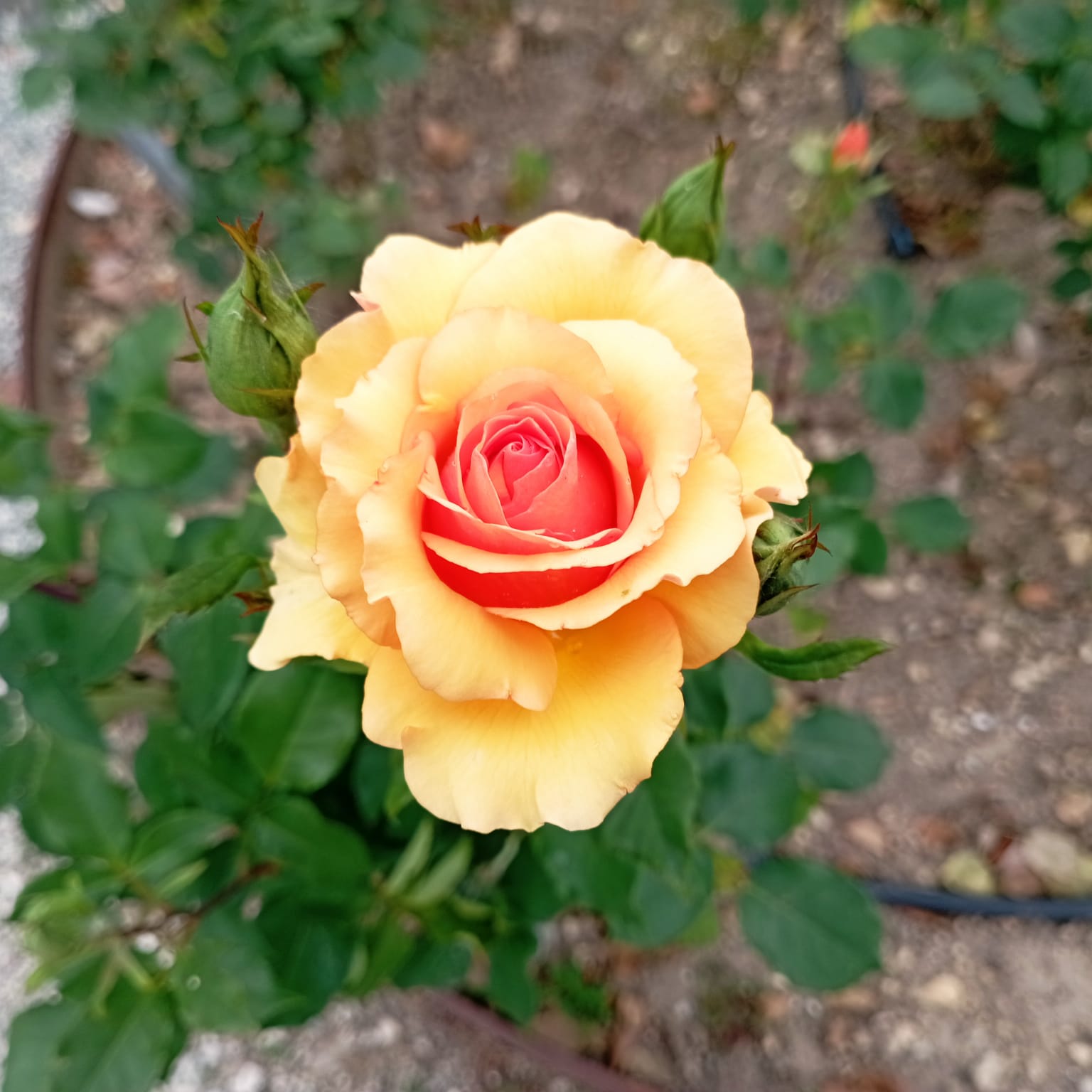 IMG-20240514-WA0011.jpg